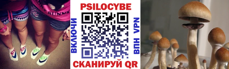 omg ссылки  Будённовск  Галлюциногенные грибы мицелий  купить закладку 
